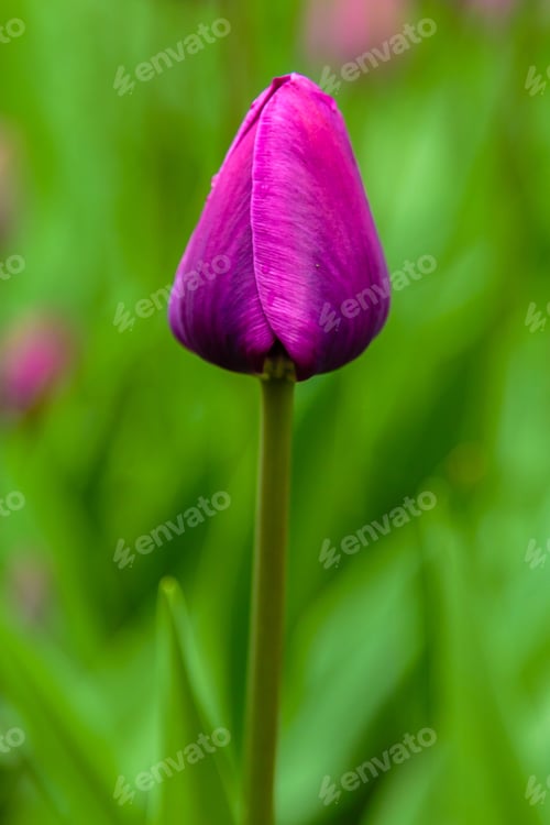 Preview: Purple Flower Of Tulip Sort Negrita. Hybrids Of Tulips - A Beautiful Spring Bulbs. Growing Bulbous