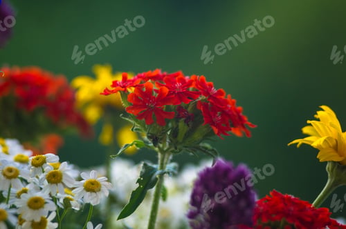 Preview: A Bouquet Of Bright Spring Flowers Of Various Types