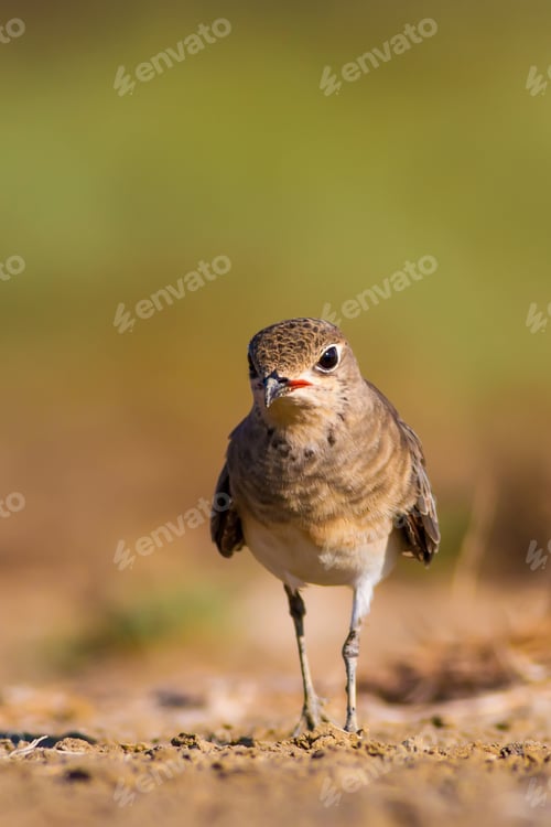 Preview: Cute Bird Collared Pratincole. Warm Colors Nature Background. Collared Pratincole / Glareola