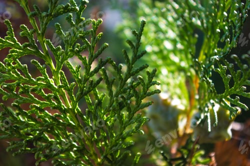 Preview: Incense Cedar Tree Calocedrus Decurrens Branch Close Up.