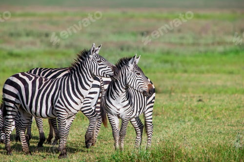 Preview: Zebras In The Ngorongoro Crater, Tanzania