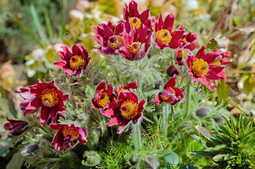 Preview: Beautiful Spring Red Flowers Pasqueflower Garden. Pasqueflower (Pulsatilla Vulgaris) In Spring