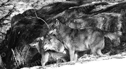 Preview: Wolves In The Bavarian Forest National Park, Bavaria, Germany