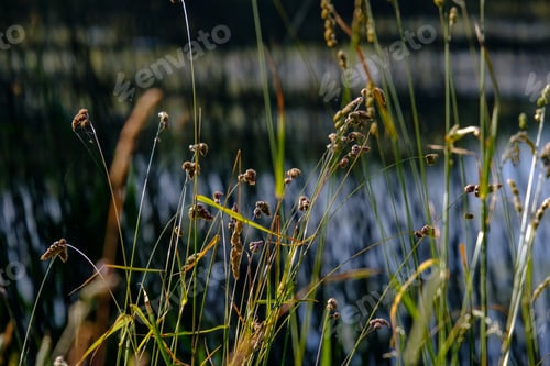 Preview: Water Grass And Bents In Summer On A Blur Background On The Lake Shore. Shallow Depth Of Field