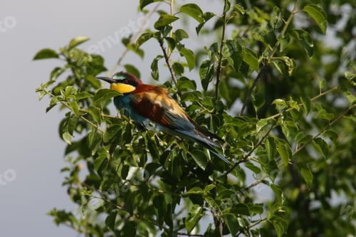 Preview: European Bee-Eater (Merops Apiaster) Germany (East)