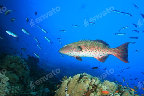 Preview: Red Sea Coral Grouper (Plectropomus Pessuliferus)