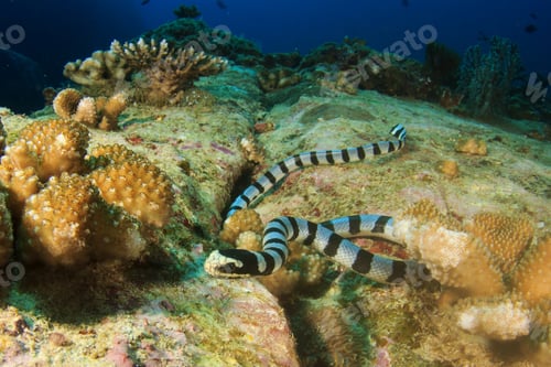 Preview: Banded Sea Snake Krait