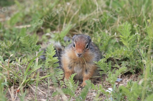 Preview: Columbian Ground Squirrel Cub Canadian Rockies