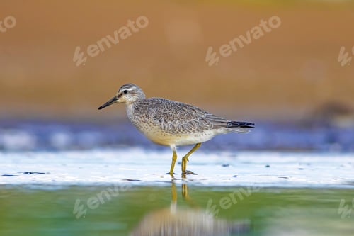 Preview: Beuatiful Water Bird. Colorful Nature Habitat Background. Bird: Red Knot. Calidris Canutus.