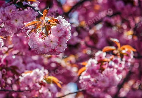 Preview: Beautiful Springtime Background. Sakura Flowers Blossom In Garden
