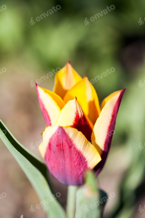Preview: Abstract Photo With Colorful Tulip Petals