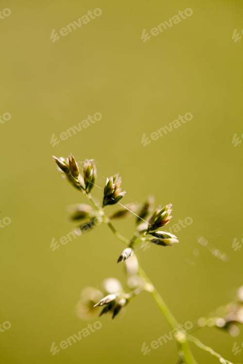 Preview: Green Plants Isolated On Natural Background With Beautiful Bokeh And Contour Light