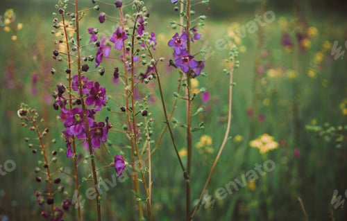 Preview: Purple Spring Wildflowers And Sunny Meadow. Pentecost Greeting Card