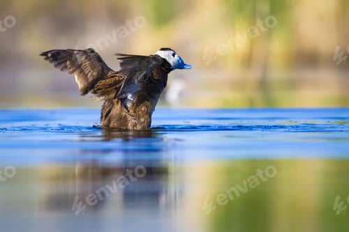 Preview: Swimming Duck. Colorful Lake Habitat Background. Bird: White Headed Duck. Oxyura Leucocephala.