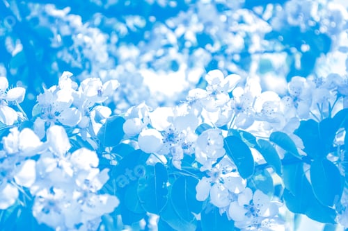 Preview: Blossoming Branch Apple. Bright Colorful Spring Flowers