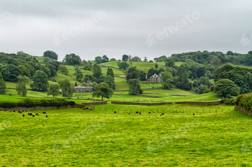 Preview: Rolling Green Farm Fields With Cows Under A Cloudy Sky. Colorful Panorama Over The Meadows Of Cow