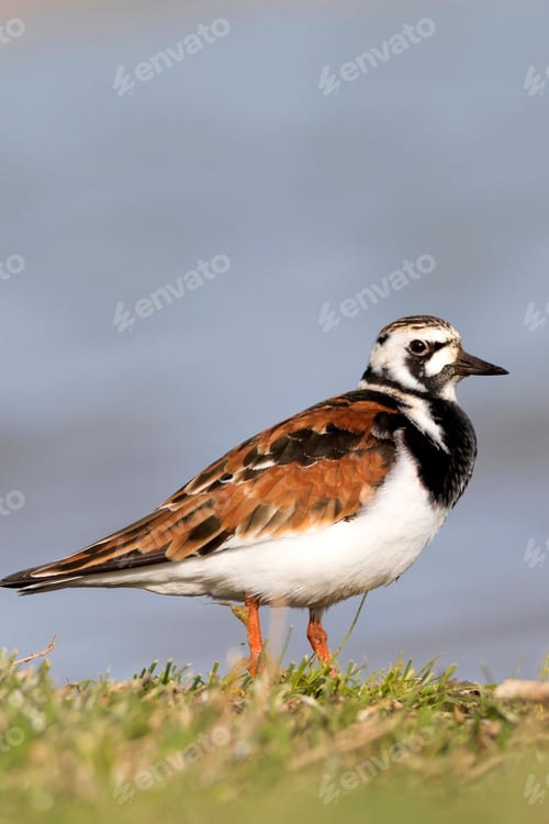 Preview: Cute Water Bird. Common Bird Ruddy Turnstone. Colorful Nature Background. Bird: Ruddy Turnstone