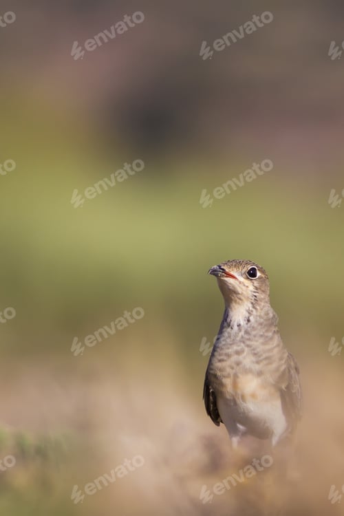 Preview: Pratincole. Yellow Green Nature Background. Bird: Collared Pratincole. Glareola Pratincola.
