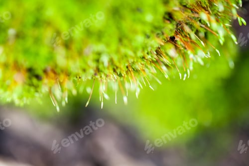 Preview: Abstract, Colorful Composition With Blurred Moss Flowers In Spring