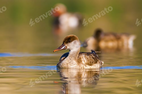 Preview: Swimming Duck. Colorful Nature Background. Common Duck: Female Red Crested Pochard. Netta Rufina.