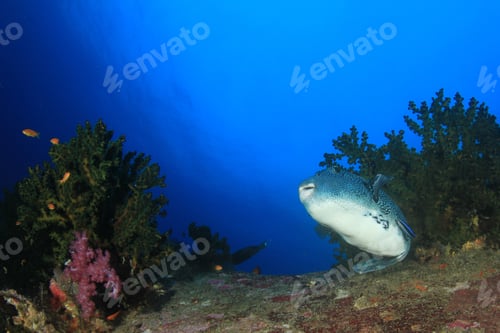 Preview: Blue Spotted Puffer Fish Coral Reef Underwater Sea Ocean