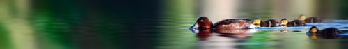 Preview: Horizontal Nature Banner. Duck Family. Water Reflection Background.