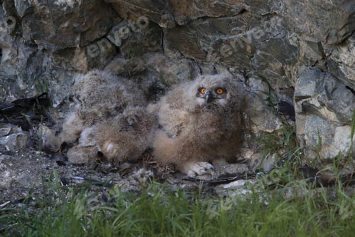 Preview: Young Eagle Owl, Saxony, Germany