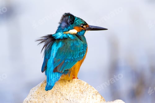 Preview: Colorful Bird Kingfisher. Winter Nature Background. Bird: Common Kingfisher. Alcedo Atthis.