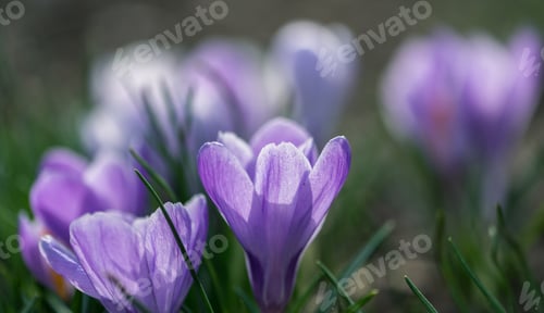 Preview: Saffron Flower In The Spring
