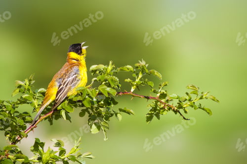 Preview: Cute Singing Bird. Green Nature Background. Bird On Green Branch. Black Headed Bunting