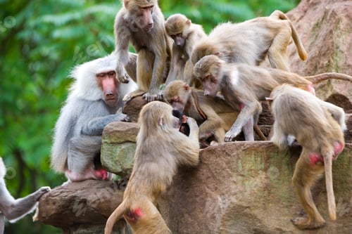 Preview: Baboon Family