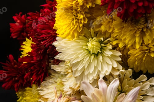 Preview: Bouquet Of Colorful Autumn Flowers On A Black Background