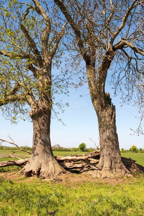 Preview: Two Old Trees Side By Side In A Meadow