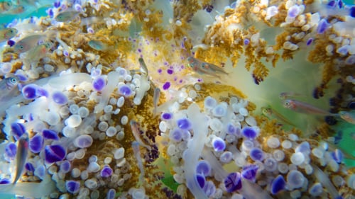 Preview: Underwater Photo Of Tropical Jellyfish With Yellow, Turquoise And Sapphire Colours Surrounded By