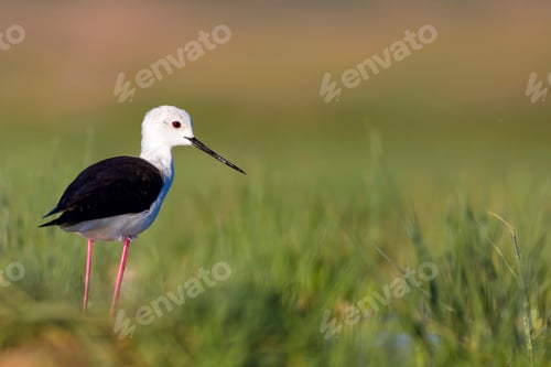 Preview: Beautiful Water Bird. Black Winged Stilt. Green Nature Habitat Background.