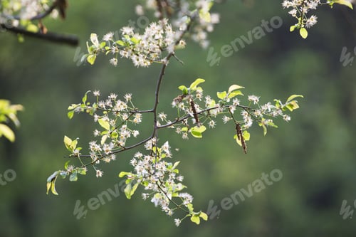 Preview: Light Green Leaves On Natural Background