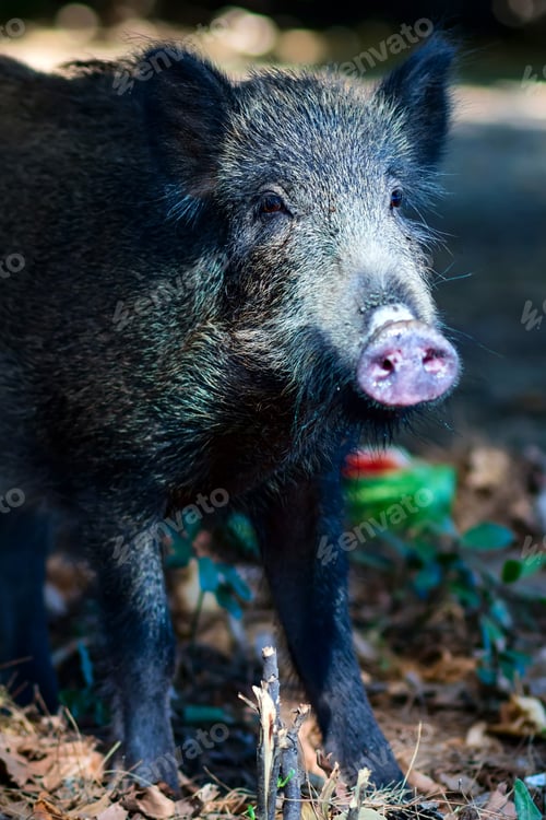 Preview: Wild Boar. Forest Background.