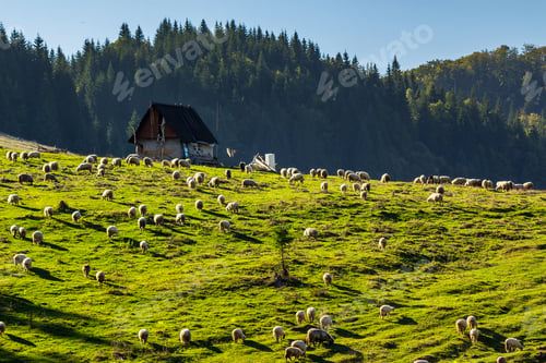 Preview: Flock Of Sheep On The Meadow On Hillside Near The Fir Forest In Mountains Of Romania