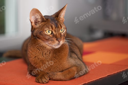 Preview: Purebred Abyssinian Cat