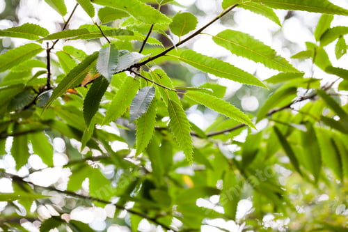 Preview: Quercus Turner (Turner'S Oak) - Tree And Details