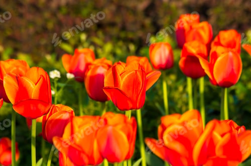 Preview: Colorful Tulips In Early Spring In The Garden