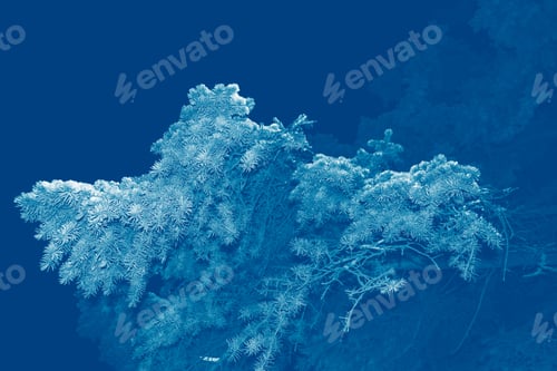 Preview: Frozen Winter Forest With Snow Covered Trees. Coniferous Spruce Branch. Outdoor