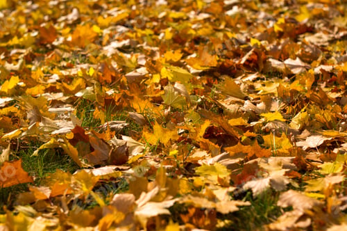 Preview: Autumn Landscape - Leaves In Green Grass, Close Up