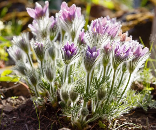 Preview: Eastern Pasqueflowers Or Rock Lily, Prairie Crocus, Cutleaf Anemone (Pulsatilla Patens) Blossom In