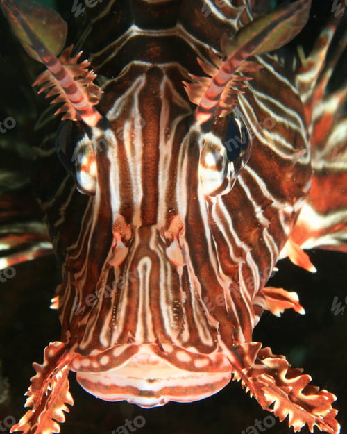 Preview: Closeup Of Lionfish Face