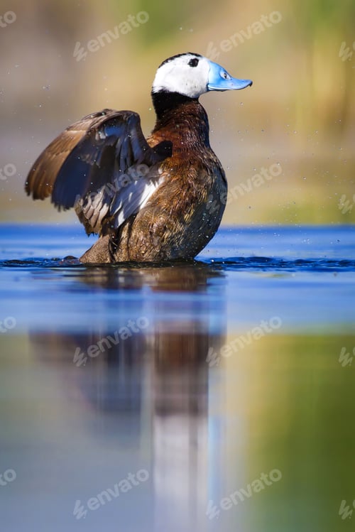 Preview: Swimming Duck. Colorful Lake Background. Bird: White Headed Duck. Oxyura Leucocephala.
