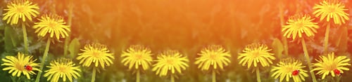 Preview: Fluffy Dandelion Flower Against The Background Of The Summer Landscape.