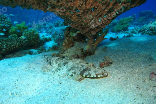 Preview: Crocodilefish (Papilloculiceps Longiceps)