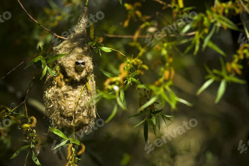 Preview: Bird Nest And Willow Tree. Green Tree Background. Eurasian Penduline Tit Remiz Pendulinus