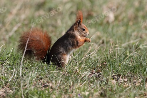 Preview: Eurasian Red Squirrel (Sciurus Vulgaris) Germany